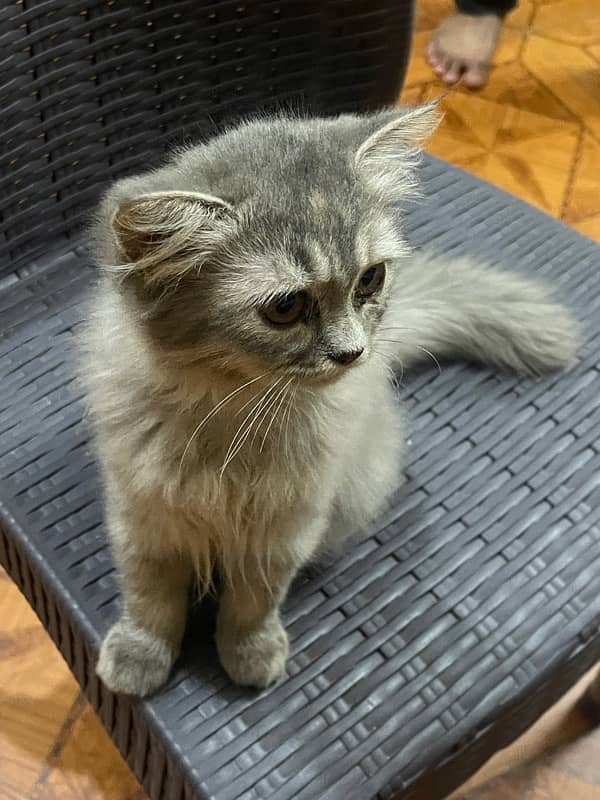 persian female 6 month old cat for sale 3