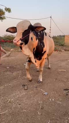 heavy weight ablack bachra for sale