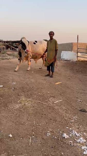 heavy weight ablack bachra for sale 2