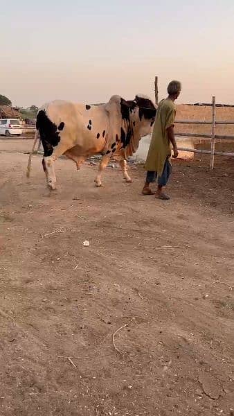 heavy weight ablack bachra for sale 3