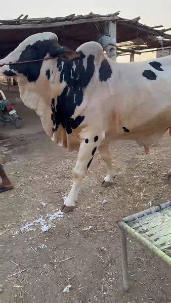 heavy weight ablack bachra for sale 4