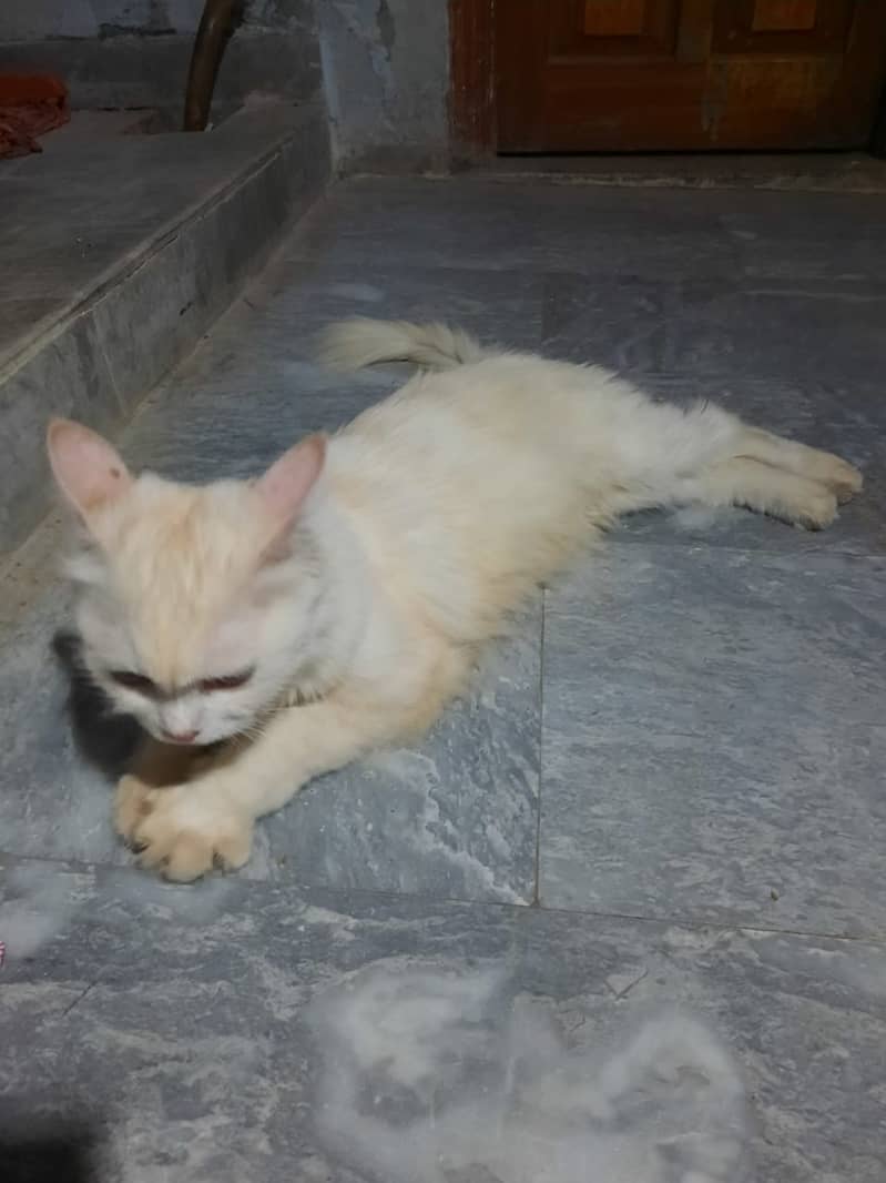 Persian cat female 1