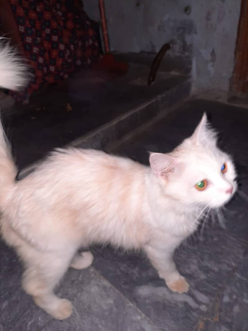 Persian cat female 2