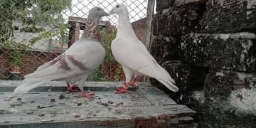 2 pair qasad breeder pair hain blood line mazy leny valy bandy dur rah