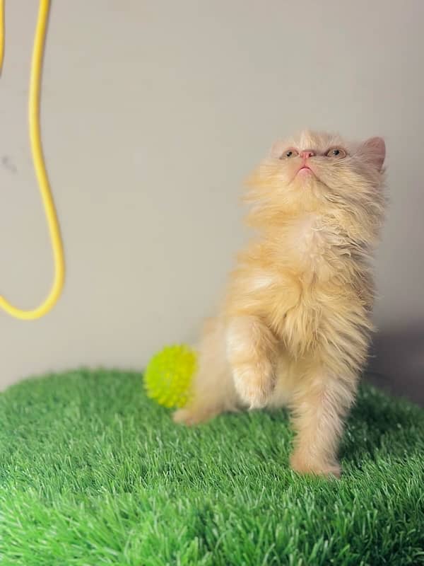 Adorable Persian Kitten 3