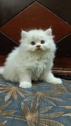 Persian kittens | triple Coated | Punch Face kittens For Sale