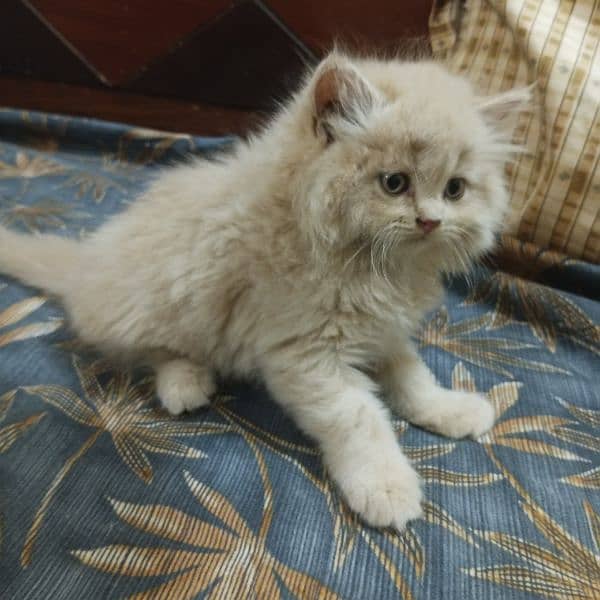 Persian kittens | triple Coated | Punch Face kittens For Sale 4