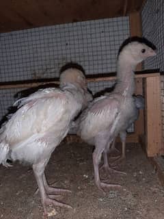 aseel hera chicks pure white nok nali for sale