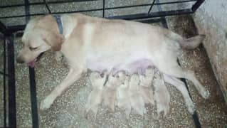 pedigree labrador breeder Female 0