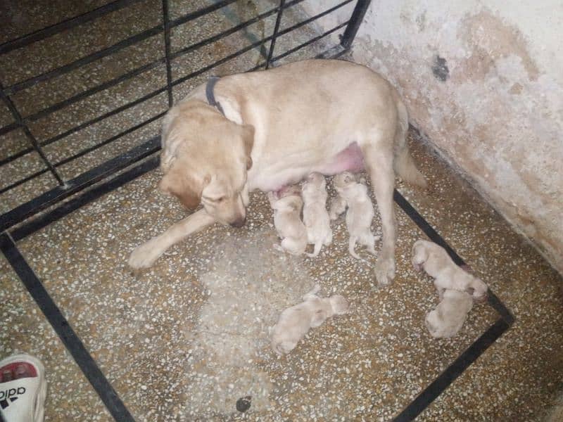 pedigree labrador breeder Female 2