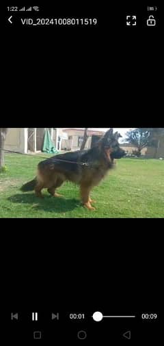 German shepherd male for stud service 0