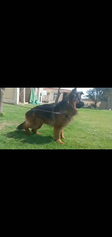 German shepherd male for stud service 1