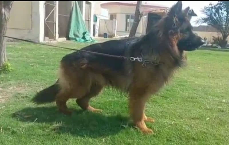 German shepherd male for stud service 5