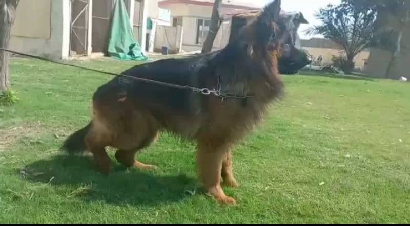 German shepherd male for stud service 6