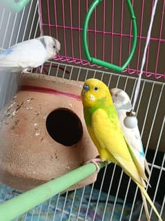 selling 2 pairs of breeder budgie