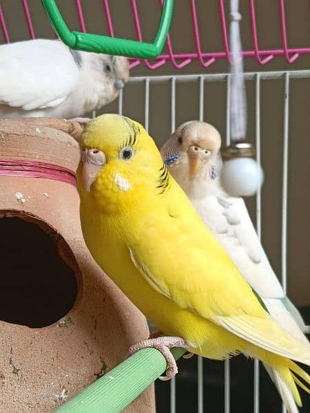 selling 2 pairs of breeder budgie 1