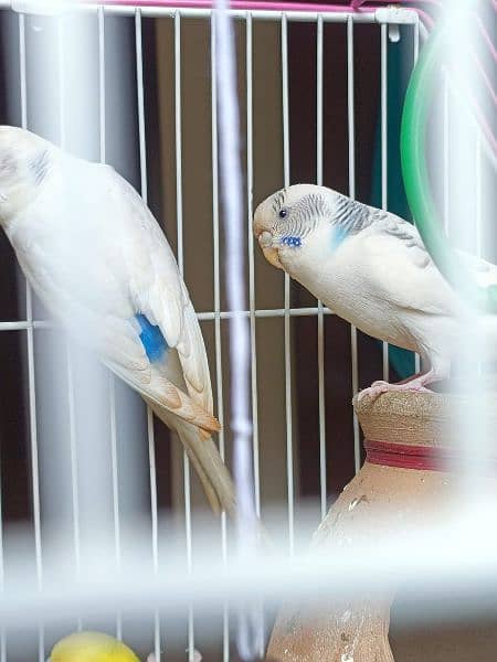 selling 2 pairs of breeder budgie 2