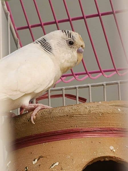 selling 2 pairs of breeder budgie 3