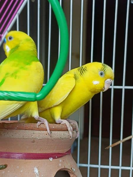 selling 2 pairs of breeder budgie 4