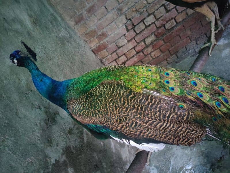 Peacock for sale 2