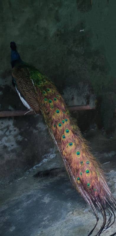 Peacock for sale 3