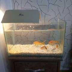 aquarium for sale and fish.