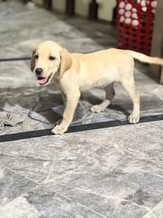 Labrador Female