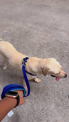 LABRADOR FOR STUD ONLY NOT FOR SALE