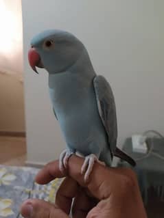 11months hand tame blue ringneck 0