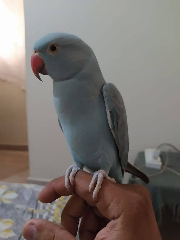 11months hand tame blue ringneck 0