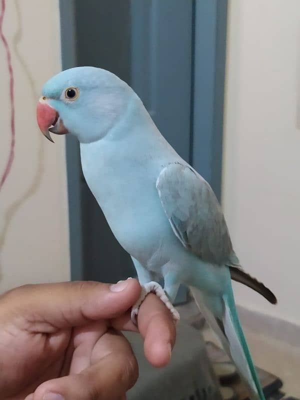 11months hand tame blue ringneck 1