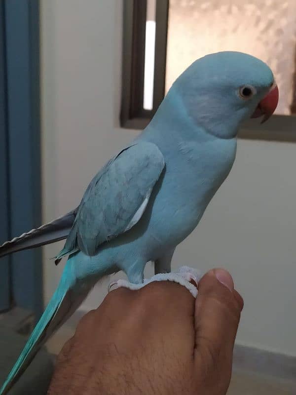 11months hand tame blue ringneck 2