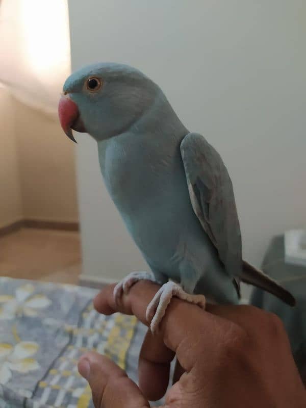 11months hand tame blue ringneck 3