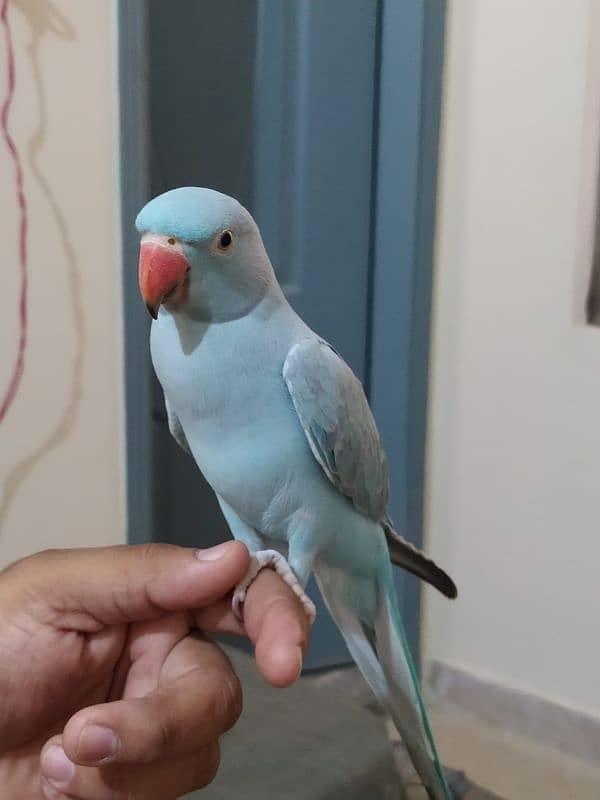 11months hand tame blue ringneck 4