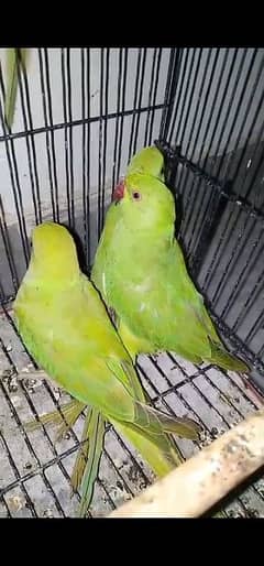 parrot for sale