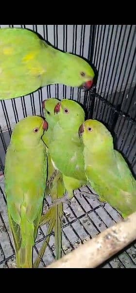 parrot for sale 1