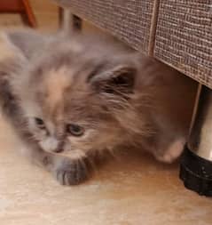 Persian kittens for sale