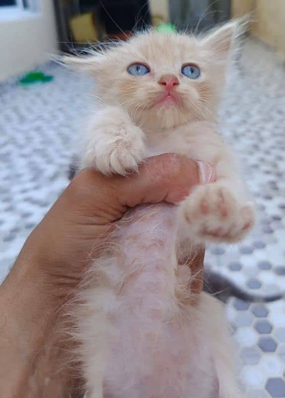 Persian kittens for sale 2