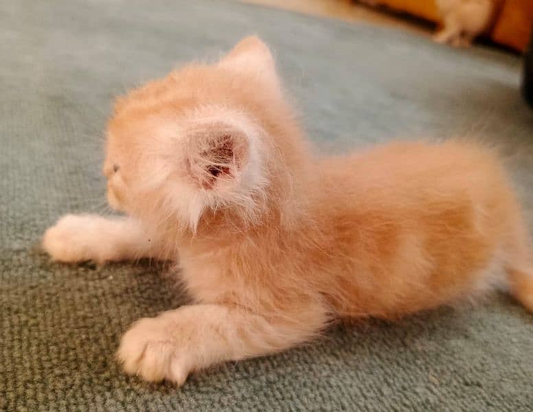 Persian kittens for sale 3