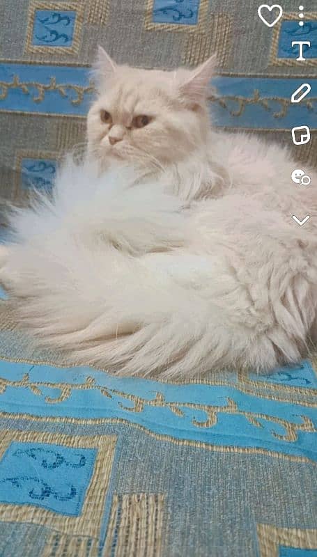 Persian kittens for sale 4