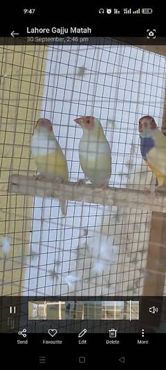 Gouldian yellow Back young pair. . 0