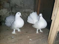 pigeon 3 pairs for sale