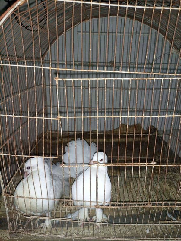 pigeon 3 pairs for sale 2