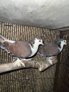 Fancy pigeons pairs