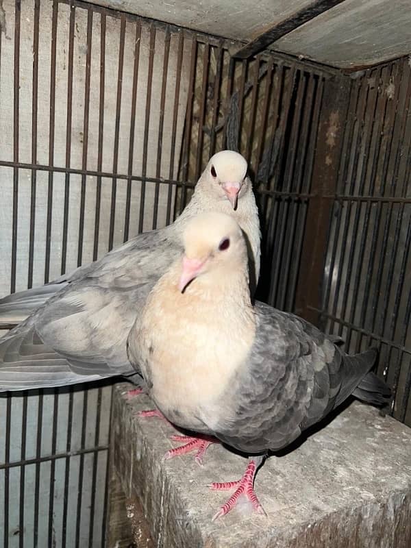 Fancy pigeons pairs 4