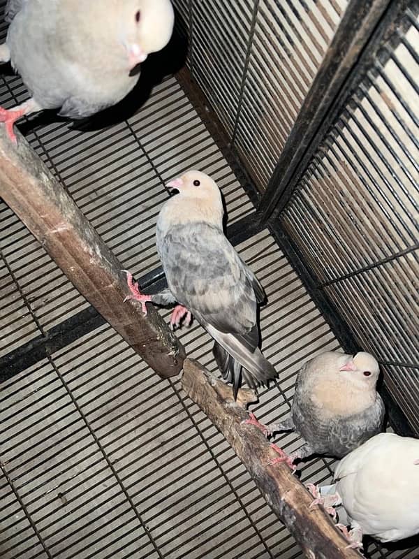 Fancy pigeons pairs 5