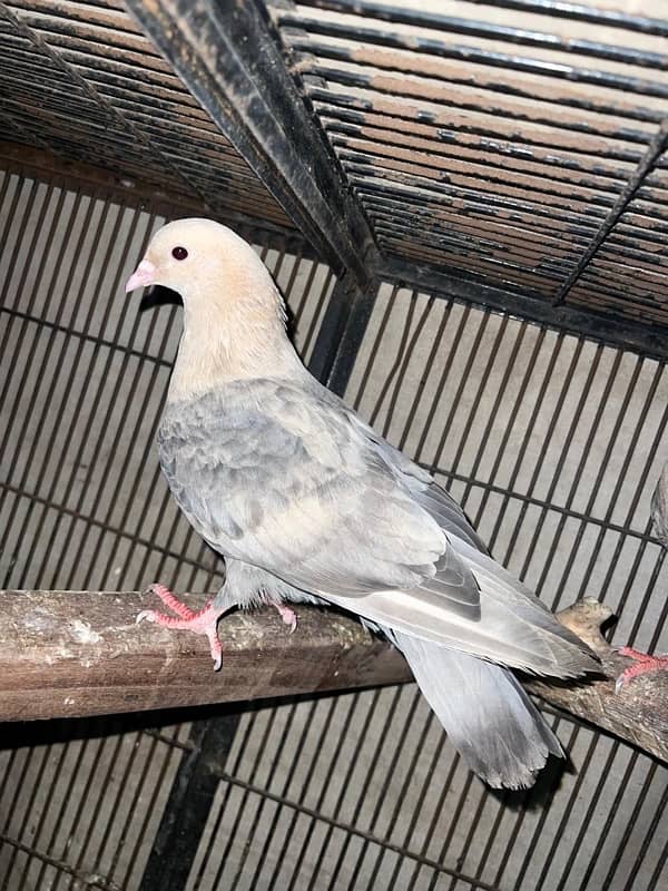 Fancy pigeons pairs 6