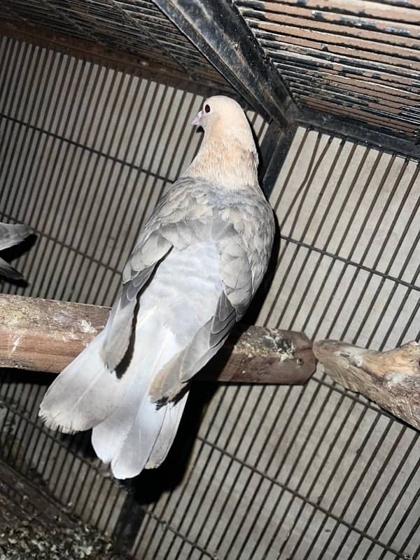 Fancy pigeons pairs 7