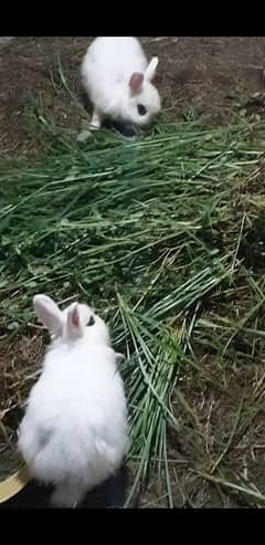 hotot rabbits