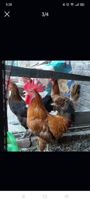 Golden Misri desi hens. 1